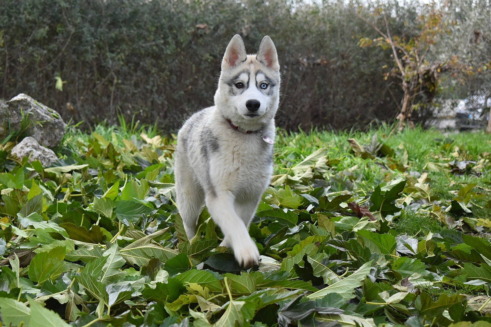 Rheya participe au concours pour gagner de l'argent avec cette photo : canidae, canis, carnivore, companion_dog, dog, dog_breed, fawn, forest, fur, grass, groundcover, herb, plant, snout, sporting_group, tail, terrestrial_animal, tree, wolf, working_animal