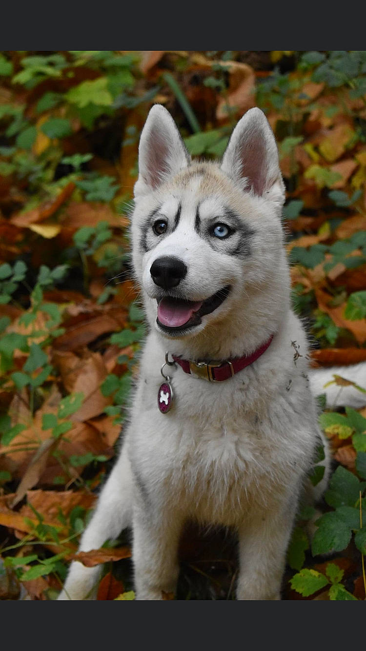 Rheya participe au concours pour gagner de l'argent avec cette photo : ancient_dog_breeds, canidae, carnivore, collar, companion_dog, dog, dog_breed, dog_collar, fang, fawn, fur, grass, non_sporting_group, pet_supply, plant, snout, sporting_group, tail, working_animal, working_dog