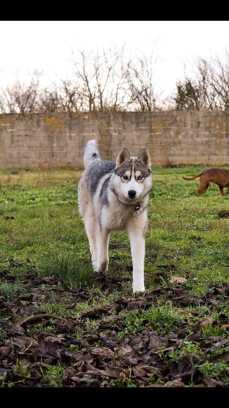 Rheya a rejoint le concours — aidez-le/la à gagner de superbes lots ! canidae, canis, carnivore, companion_dog, dog, dog_breed, grass, non_sporting_group, plant, siberian_husky, sky, sled_dog, soil, sporting_group, tail, terrestrial_animal, tree, wildlife, working_animal, working_dog