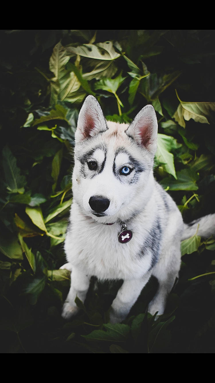 Rheya participe au concours pour gagner de l'argent avec cette photo : canidae, canis, carnivore, companion_dog, dog, dog_breed, eye, fawn, grass, plant, siberian_husky, sled_dog, snout, sporting_group, tail, terrestrial_animal, tree, whiskers, wolf, working_animal