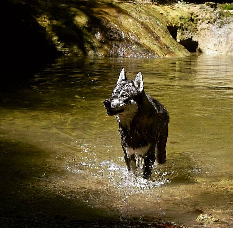 Onyx a rejoint le concours — aidez-le/la à gagner de superbes lots ! body_of_water, carnivore, dog, dog_breed, fluvial_landforms_of_streams, guard_dog, lake, livestock, non_sporting_group, reflection, rock, snout, sporting_group, stream, terrestrial_animal, water, wildlife, wood, working_animal, working_dog