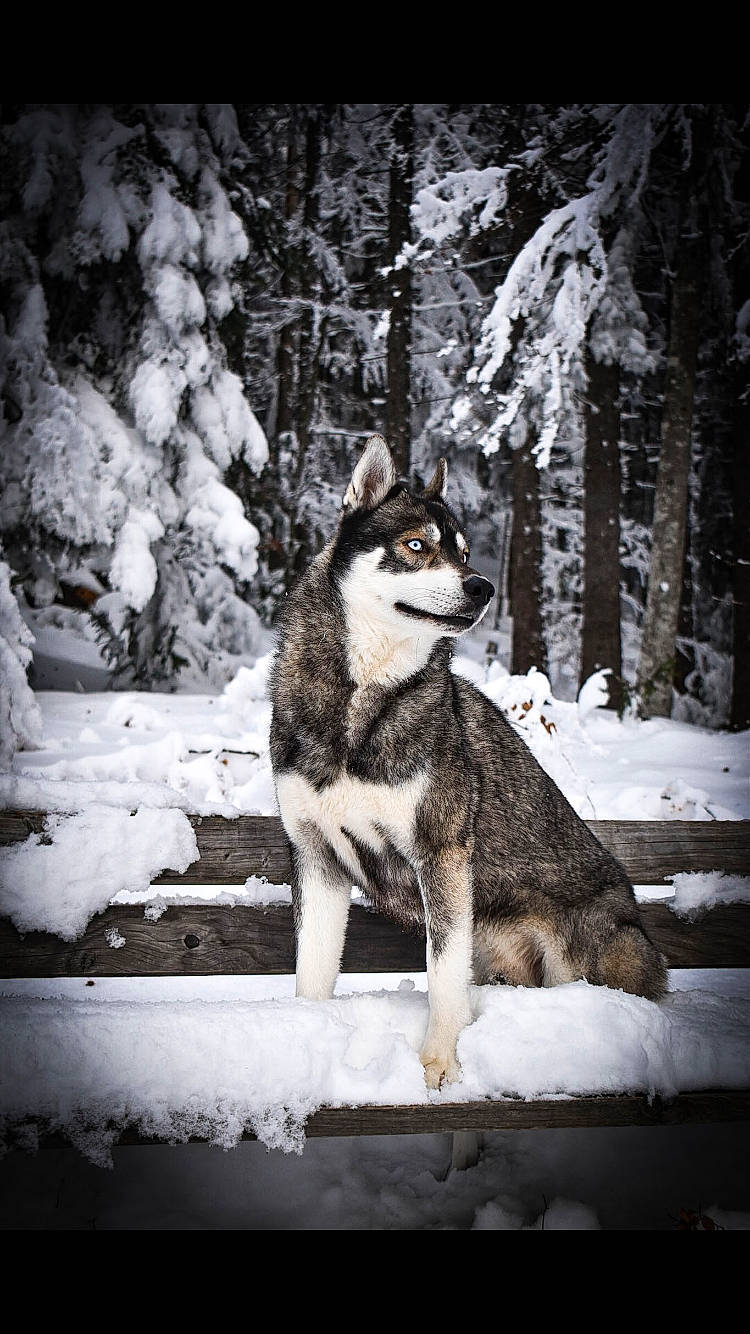 Onyx participe au concours pour gagner de l'argent avec cette photo : branch, carnivore, dog, dog_breed, felidae, flash_photography, forest, freezing, monochrome, monochrome_photography, plant, sled_dog, small_to_medium_sized_cats, snout, snow, tail, tree, whiskers, winter, wolf