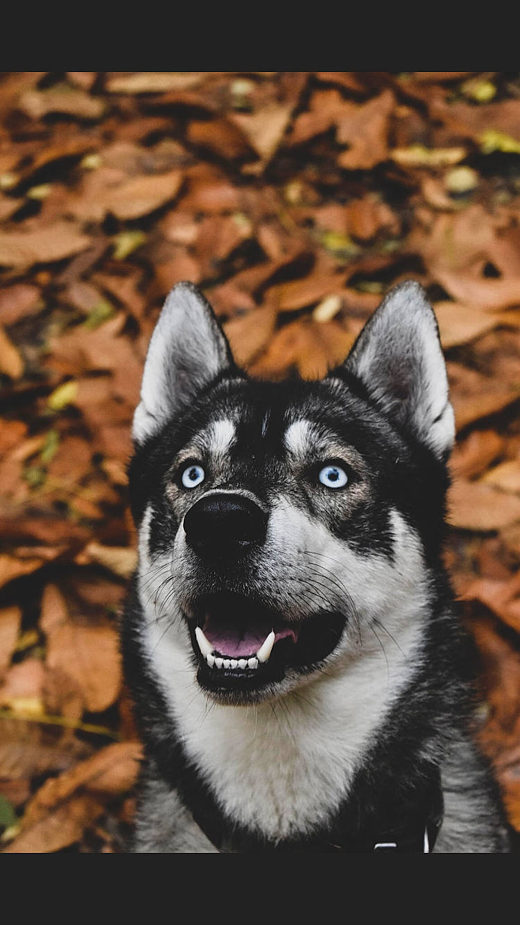 Onyx participe au concours pour gagner de l'argent avec cette photo : ancient_dog_breeds, canidae, canis, carnivore, companion_dog, dog, dog_breed, fur, grass, human_body, plant, siberian_husky, sled_dog, snout, sporting_group, terrestrial_animal, tree, whiskers, working_animal, working_dog