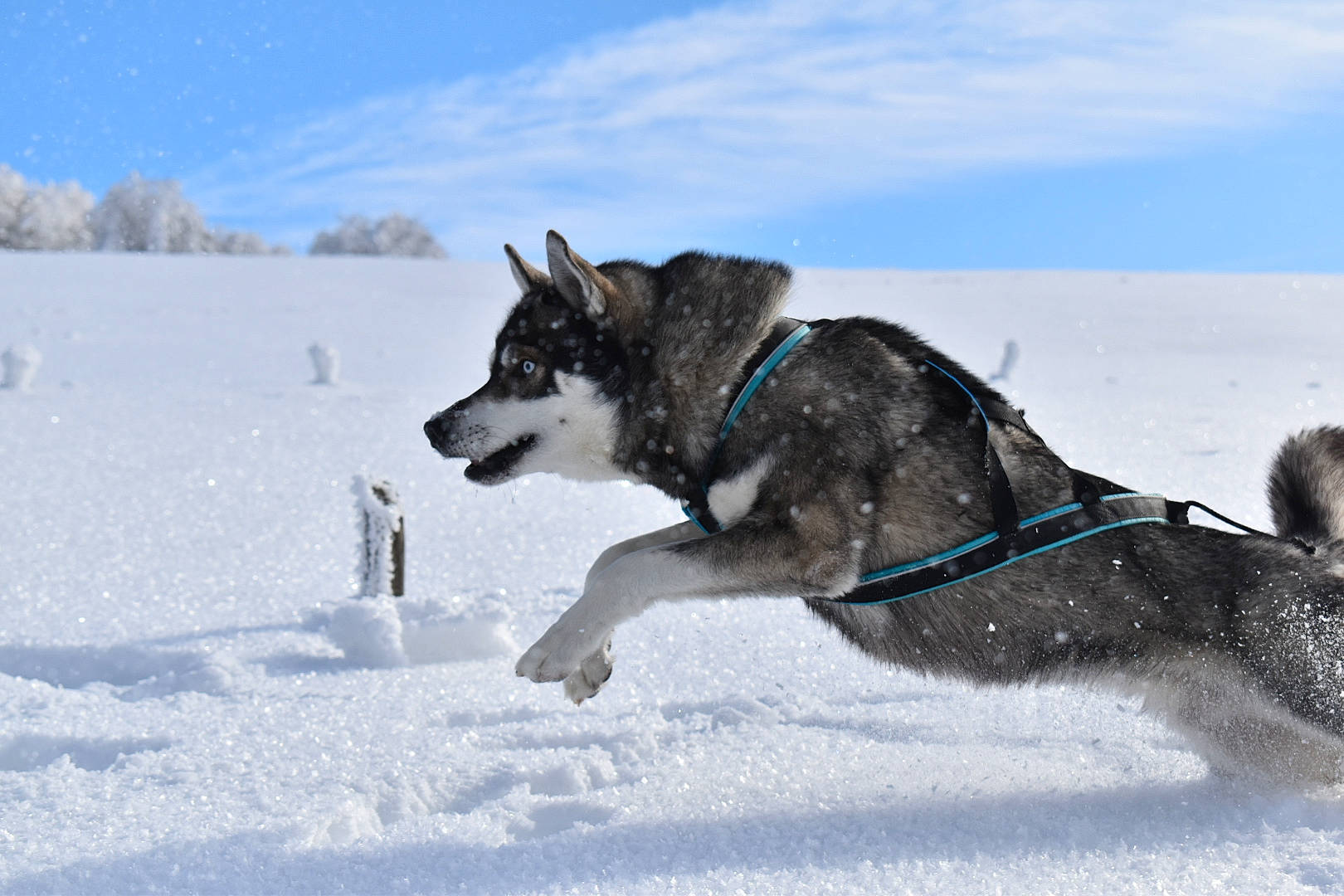 Onyx a rejoint le concours — aidez-le/la à gagner de superbes lots ! carnivore, cloud, collar, dog, dog_breed, dog_sports, freezing, glacial_landform, ice_cap, pack_animal, recreation, siberian_husky, sky, sled, sled_dog, snow, sports, winter, winter_sport, working_animal
