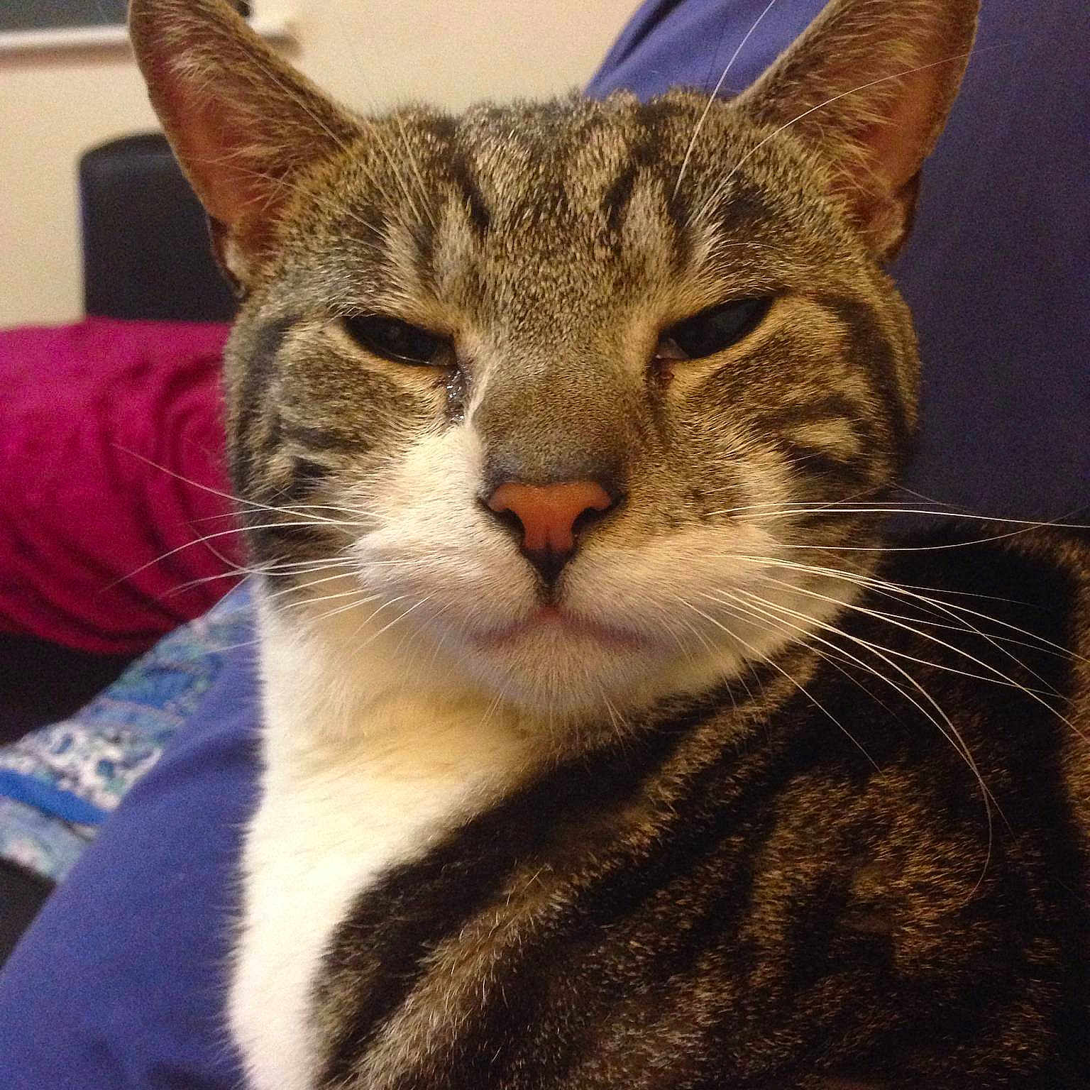 Cornelius is registered to the contest to win money with this photo: