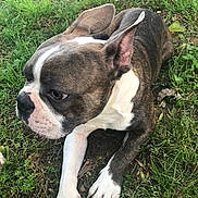 Peanut is registered to the contest to win money with this photo: dog, brindle, white_paw, grass, outdoor, canine, pet, animal, lying_down, nature, ears, snout, fur, paw, ground, looking_away, close_up, mammal, domestic_animal, resting