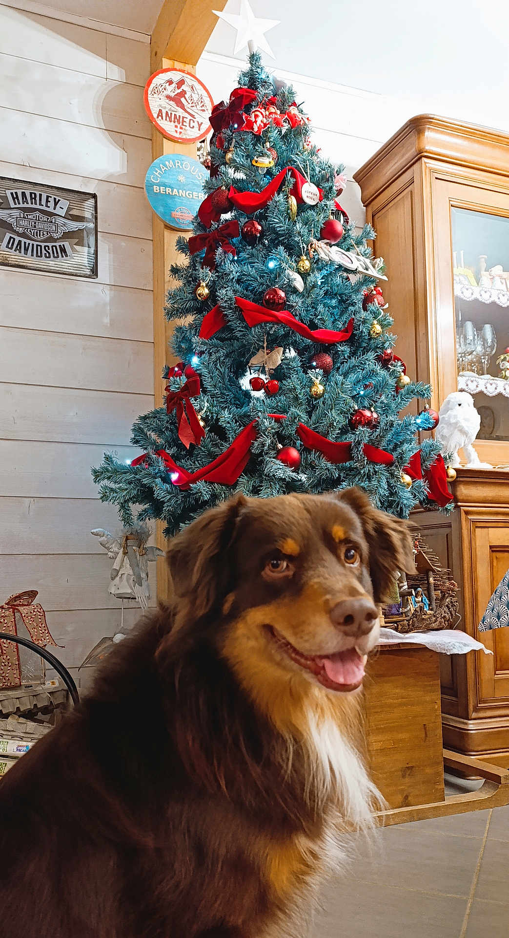 Roy participe au concours pour gagner de l'argent avec cette photo : dog, christmas_tree, ribbons, ornaments, holiday_decor, wooden_furniture, cabinet, indoor, smiling_dog, brown_dog, decorations, festive, cozy_room, floor_tiles, houseplant, holiday_spirit, pet, canine, celebration, interior