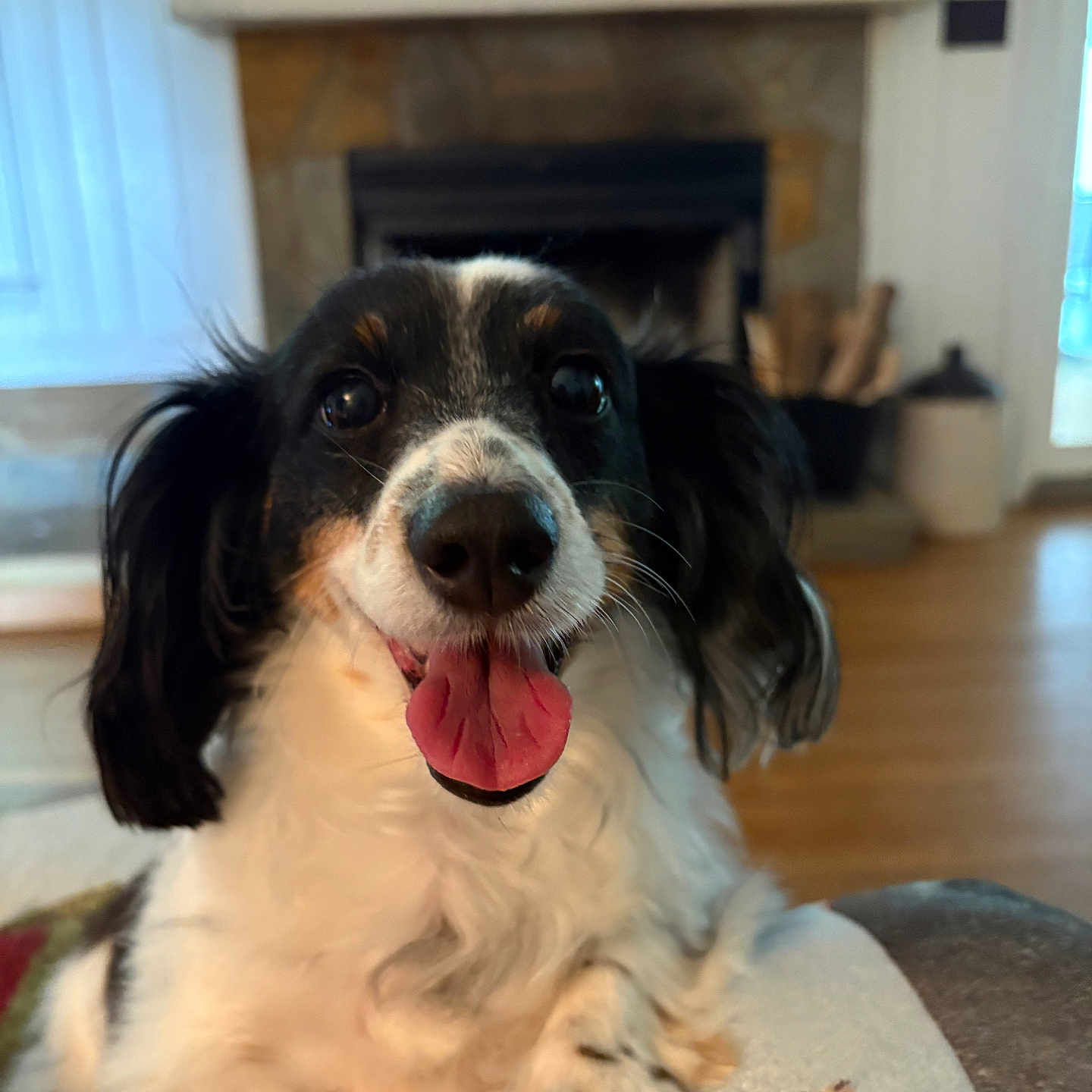 Oreo is registered to the contest to win money with this photo: animal, black_and_white, blanket, companion, couch, cozy, cute, dog, domestic_animal, fireplace, floppy_ears, friendly, fur, happy, indoor, living_room, pet, relaxed, tongue_out, wood_floor