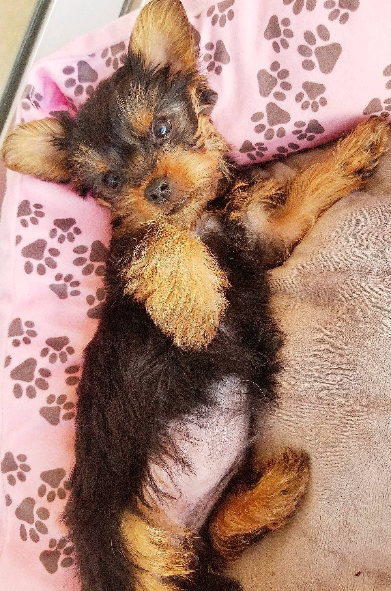 Lucy is registered to the contest to win money with this photo: canidae, carnivore, claw, companion_dog, dog, dog_breed, fawn, fur, liver, paw, puppy, small_terrier, snout, sporting_group, terrier, toy_dog, vertebrate, working_animal, working_dog