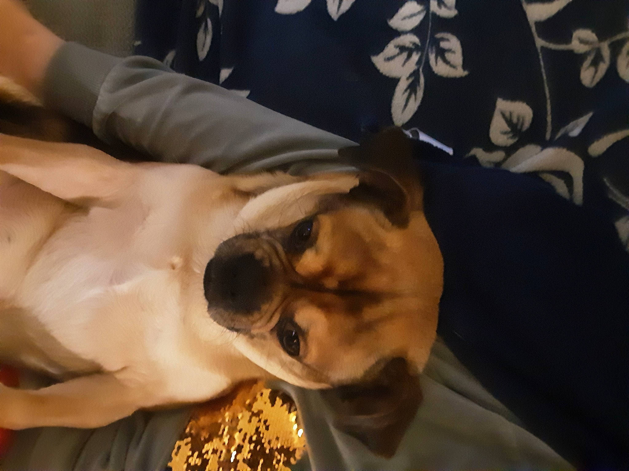 Clara participe au concours pour gagner de l'argent avec cette photo : abdomen, chest, companion_dog, dog_breed, elbow, event, eyelash, eyewear, fawn, fun, fur, gesture, glasses, goggles, nail, sporting_group, sunglasses, trunk, vision_care, wrist