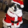cat, black_and_white_cat, santa_claus_outfit, red_suit, white_fur_trim, holiday_costume, indoor, pet, furry, cute, festive, christmas, hat, animal, domestic_cat, sitting, portrait, holiday_season, cozy, decor