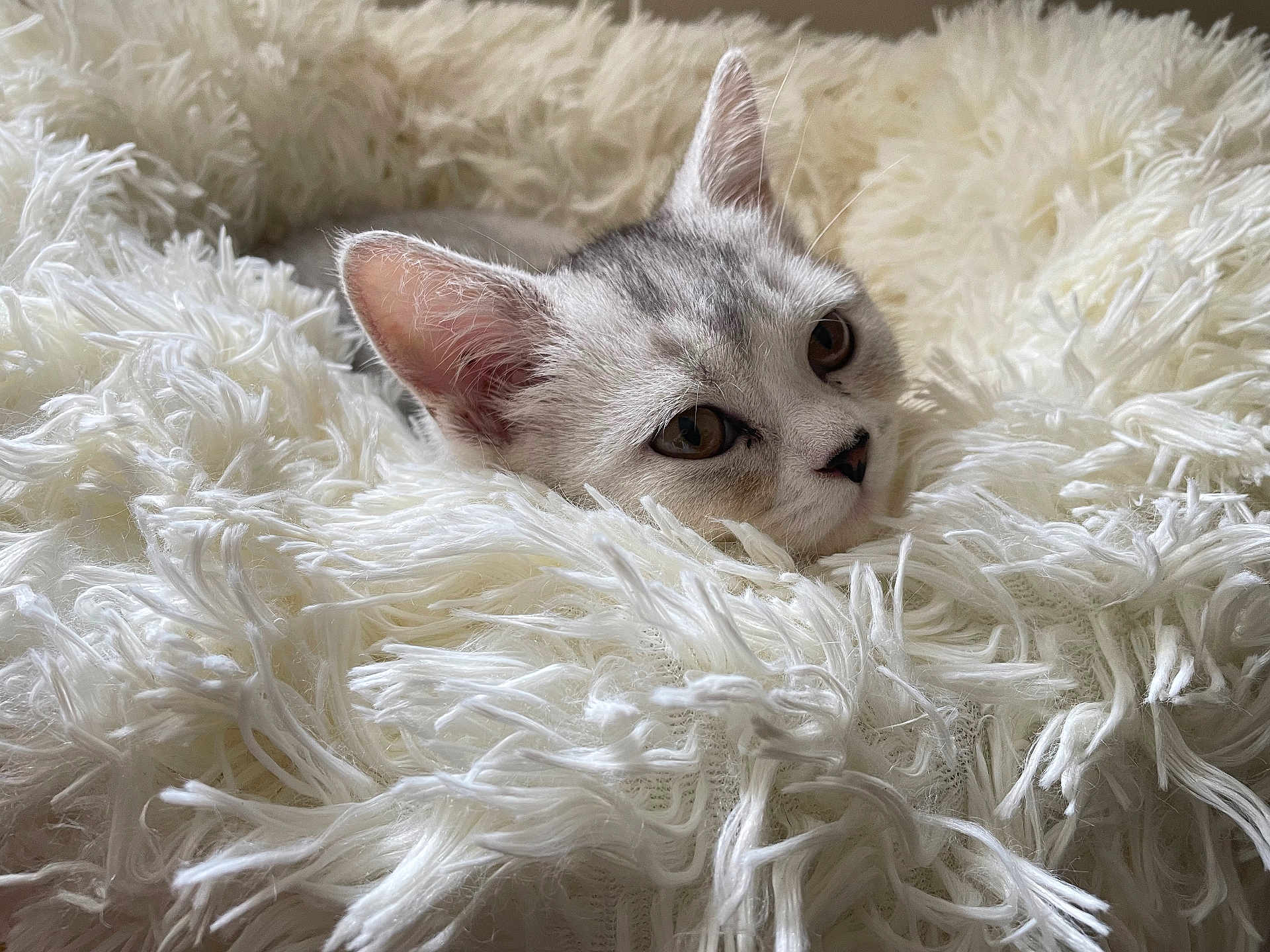 Cesar a rejoint le concours — aidez-le/la à gagner de superbes lots ! cat, animal, pet, fluffy, white, blanket, cozy, fur, cute, resting, comfort, indoor, soft, closeup, sleepy, whiskers, ears, face, relaxing, domestic