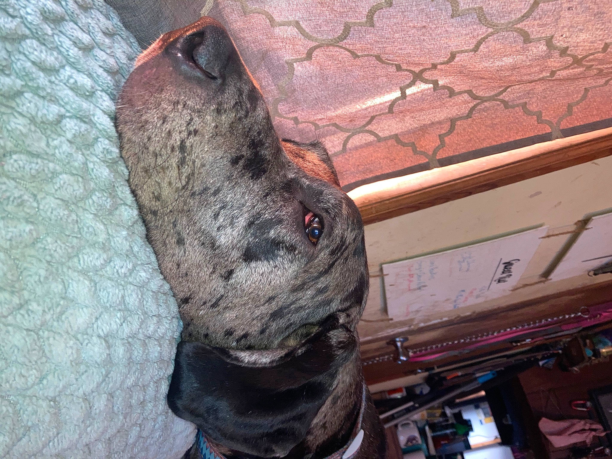 Daenarys is registered to the contest to win money with this photo: artifact, brick, brickwork, carmine, flesh, fur, human_leg, metal, rock, sporting_group, visual_arts, wood