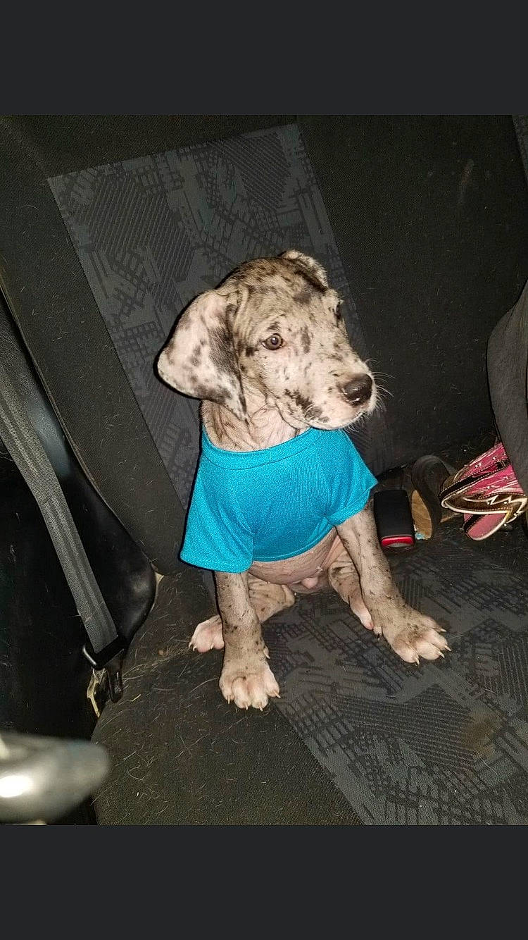 Daenarys joined the competition — help win amazing prizes! canidae, carnivore, companion_dog, dog, dog_breed, dog_clothes, fawn, non_sporting_group, snout, sporting_group, t_shirt, terrestrial_animal, working_animal