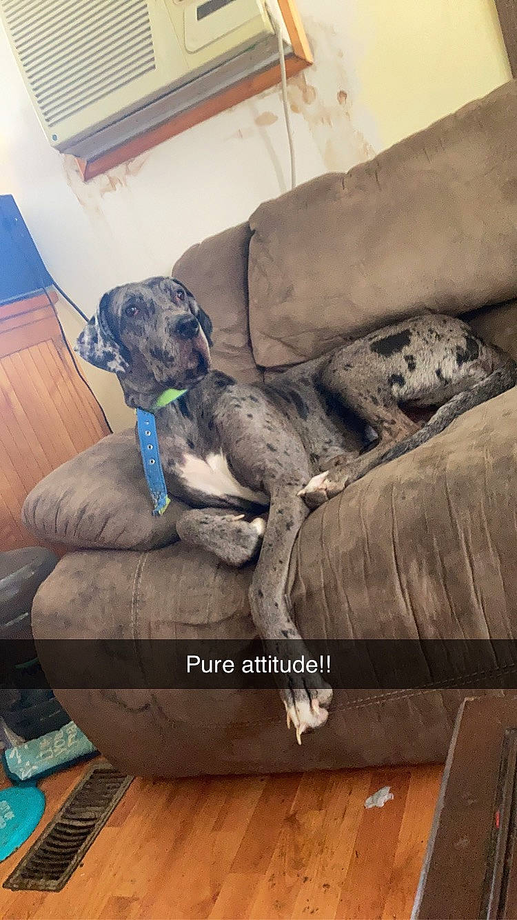 Daenarys joined the competition — help win amazing prizes! armrest, carnivore, chair, comfort, companion_dog, couch, dog, dog_breed, dog_supply, flooring, font, hardwood, liver, living_room, sitting, sporting_group, studio_couch, wood, working_animal