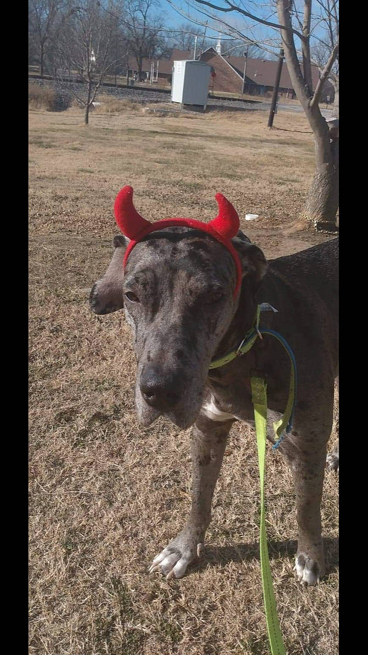 Daenarys is registered to the contest to win money with this photo: carnivore, chair, companion_dog, dog, dog_breed, dog_collar, fawn, grass, guard_dog, landscape, livestock, plant, snout, soil, sporting_group, terrestrial_animal, tree, wood, working_animal, working_dog