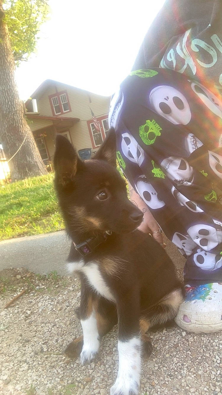 Nyx is registered to the contest to win money with this photo: canidae, carnivore, companion_dog, dog, dog_breed, fawn, felidae, grass, leaf, mammal, plant, sleeve, small_to_medium_sized_cats, snout, sporting_group, tail, tree, vertebrate, whiskers, working_animal