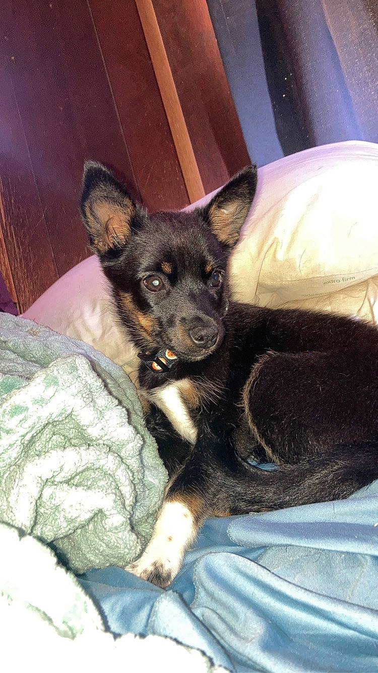 Nyx joined the competition — help win amazing prizes! canidae, carnivore, comfort, companion_dog, dog, dog_breed, ear, fur, guard_dog, non_sporting_group, paw, pinscher, prazsky_krysarik, snout, sporting_group, toy_dog, whiskers, working_animal, working_dog