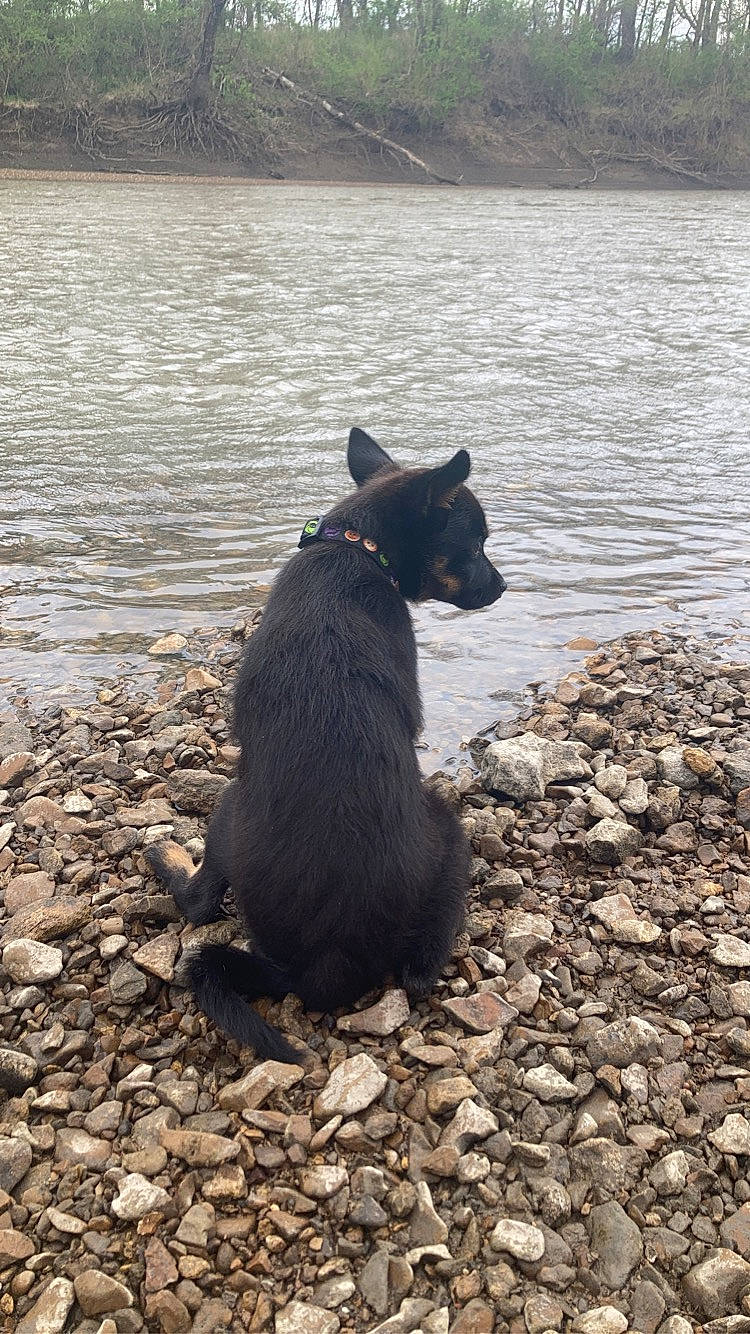 Nyx is registered to the contest to win money with this photo: body_of_water, canidae, carnivore, companion_dog, dog, dog_breed, herding_dog, lake, lake_district, loch, reservoir, rock, snout, soil, sporting_group, tail, water, water_resources, wood, working_animal