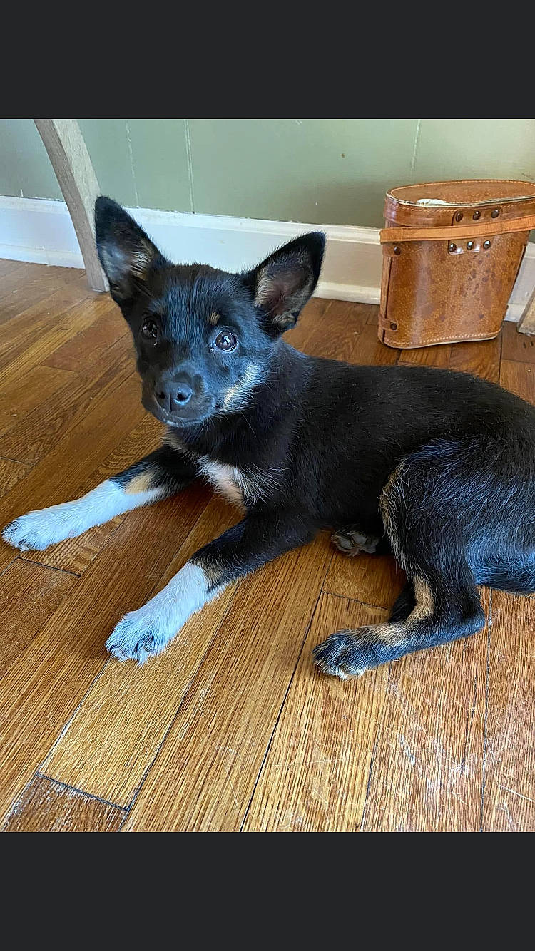 Nyx is registered to the contest to win money with this photo: canidae, carnivore, companion_dog, dog, dog_breed, electric_blue, fawn, flooring, fur, hardwood, puppy, snout, sporting_group, tail, terrestrial_animal, toy_dog, whiskers, wood, working_animal, working_dog