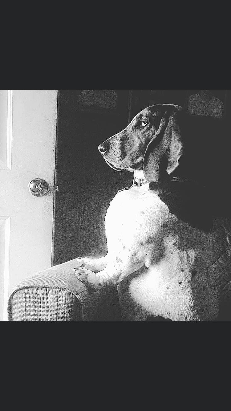 Max is registered to the contest to win money with this photo: art, black_and_white, carnivore, companion_dog, darkness, dog, dog_breed, door, flash_photography, fur, gun_dog, jaw, monochrome, monochrome_photography, rectangle, sitting, style, tints_and_shades, visual_arts, working_animal