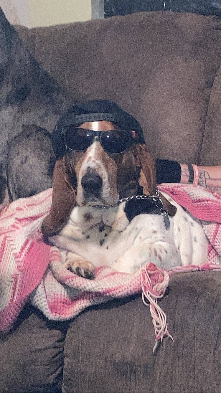 Max joined the competition — help win amazing prizes! audio_equipment, canidae, carnivore, comfort, companion_dog, couch, dog, dog_breed, fawn, fur, gadget, guard_dog, headphones, linens, nap, paw, snout, sporting_group, whiskers, working_animal