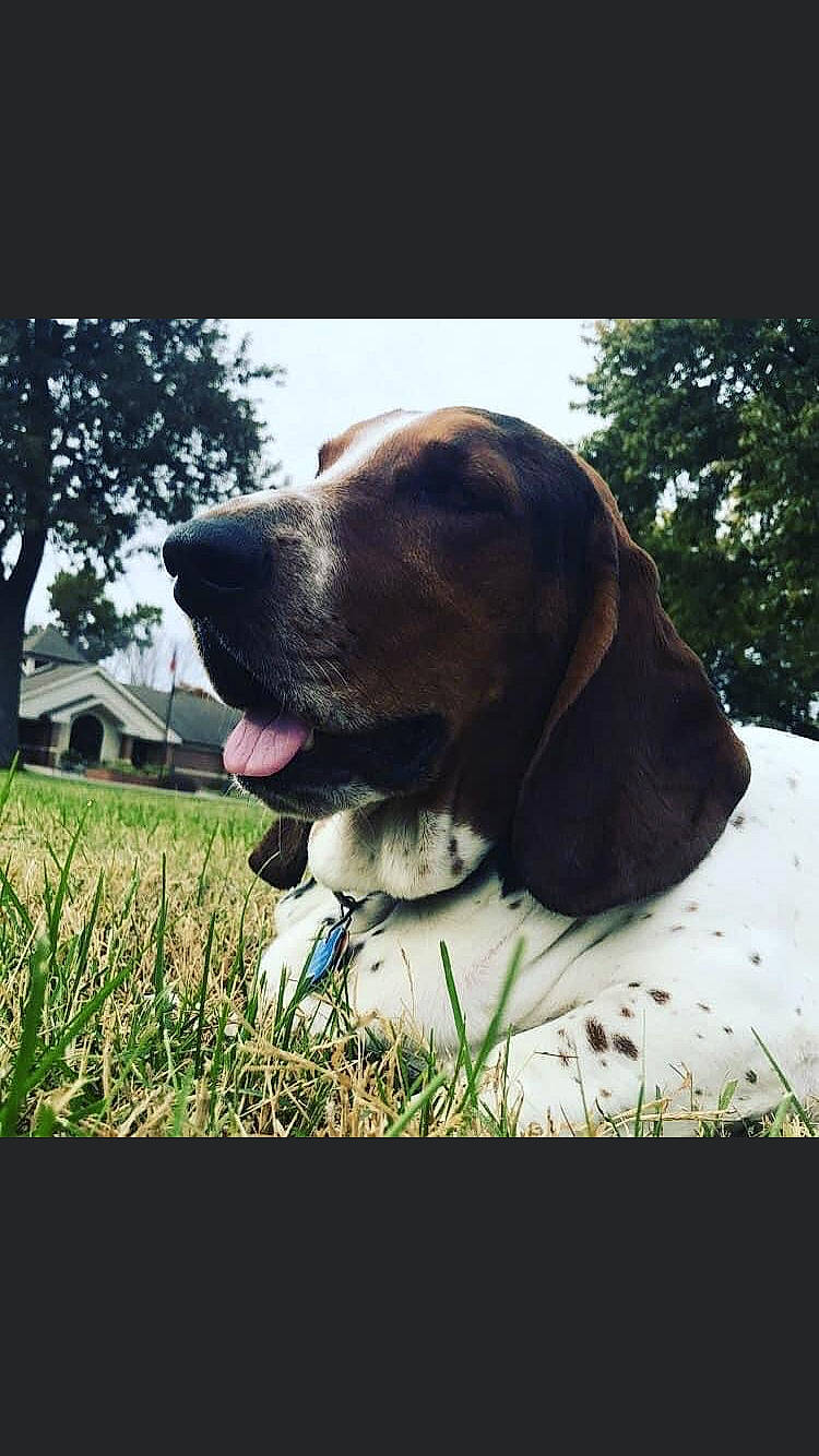 Max joined the competition — help win amazing prizes! canidae, carnivore, collar, companion_dog, dog, dog_breed, dog_collar, fawn, grass, gun_dog, liver, plant, pointing_breed, sky, snout, sporting_group, tints_and_shades, tree, window, working_animal