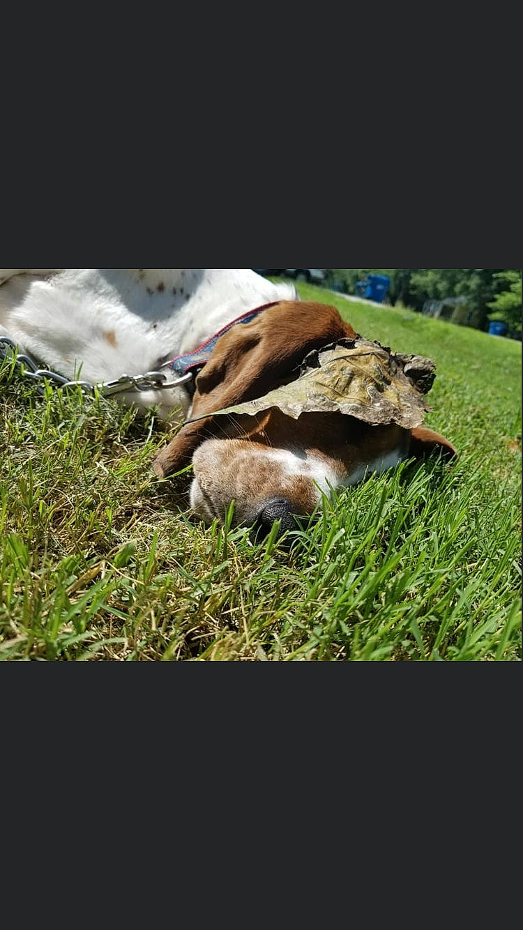 Max joined the competition — help win amazing prizes! _geese_and_swans, adaptation, companion_dog, ducks, fawn, grass, grassland, grazing, groundcover, landscape, livestock, natural_landscape, pasture, people_in_nature, plant, soil, sporting_group, terrestrial_animal, wildlife, wood