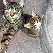 Maya participe au concours pour gagner de l'argent avec cette photo : animal, cat, closeup, companion, cozy, cute, ears, eyes, fabric, feline, fur, gray, indoor, kitten, pet, relaxed, resting, soft, tabby, whiskers