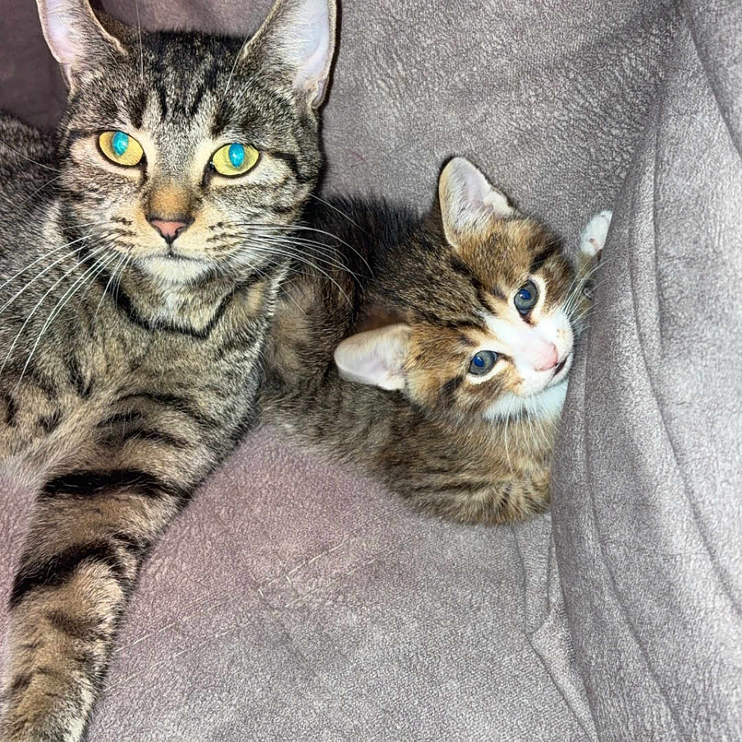 Maya participe au concours pour gagner de l'argent avec cette photo : animal, cat, closeup, companion, cozy, cute, ears, eyes, fabric, feline, fur, gray, indoor, kitten, pet, relaxed, resting, soft, tabby, whiskers
