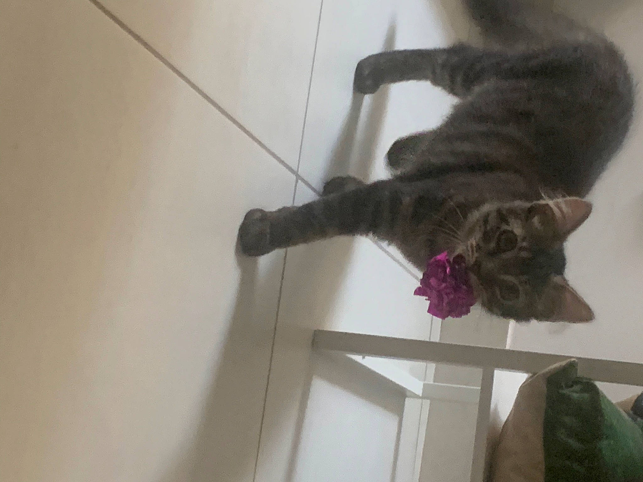 Floppy a rejoint le concours — aidez-le/la à gagner de superbes lots ! carnivore, cat, claw, dog_breed, domestic_short_haired_cat, fawn, felidae, flooring, fur, hardwood, magenta, paw, plant, room, small_to_medium_sized_cats, sporting_group, tail, whiskers, window, wood