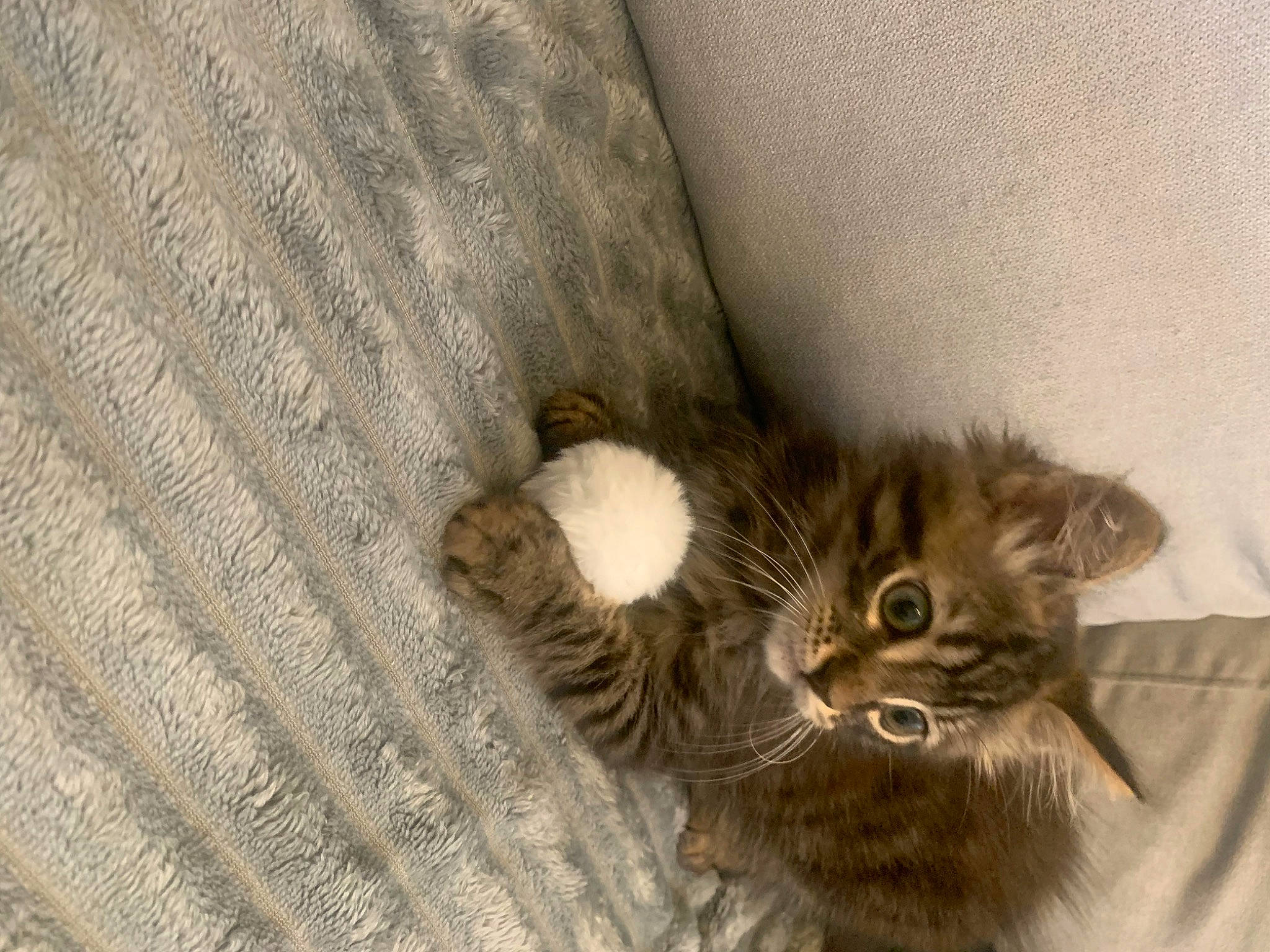 Floppy participe au concours pour gagner de l'argent avec cette photo : carnivore, cat, claw, comfort, domestic_short_haired_cat, door, felidae, fur, grey, linens, pattern, paw, small_to_medium_sized_cats, tail, textile, whiskers, window, wood, wool, woven_fabric