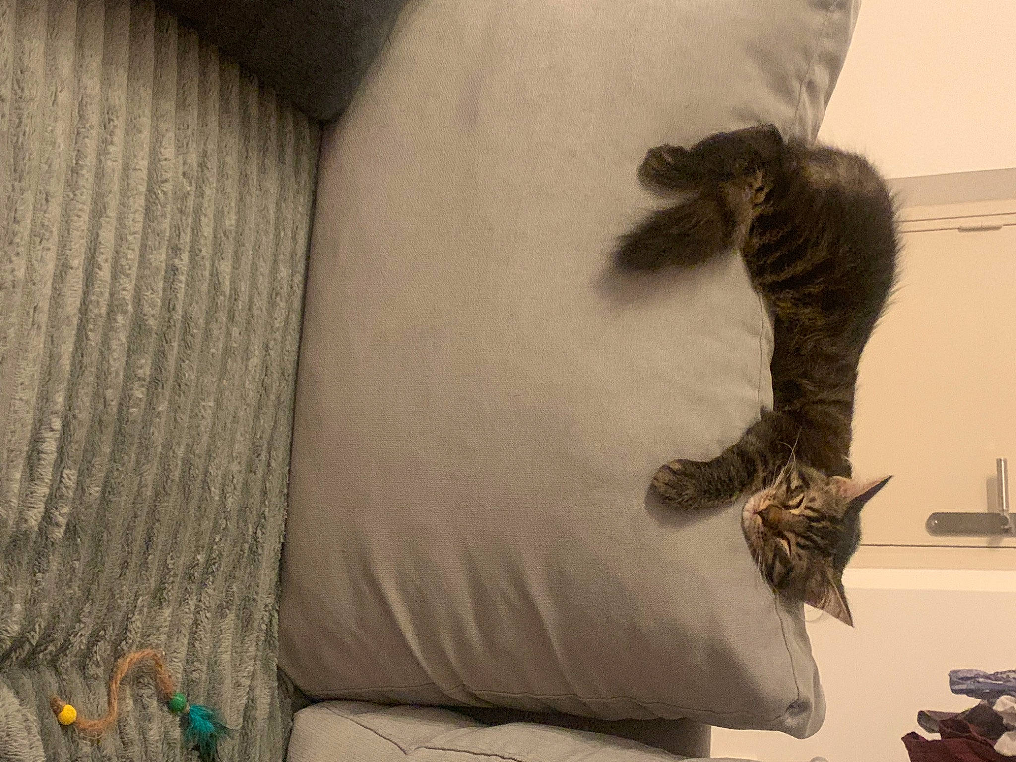 Floppy a rejoint le concours — aidez-le/la à gagner de superbes lots ! bedding, carnivore, cat, comfort, domestic_short_haired_cat, felidae, flooring, fur, grey, human_leg, linens, pattern, paw, room, sleeve, small_to_medium_sized_cats, tail, textile, whiskers, wood