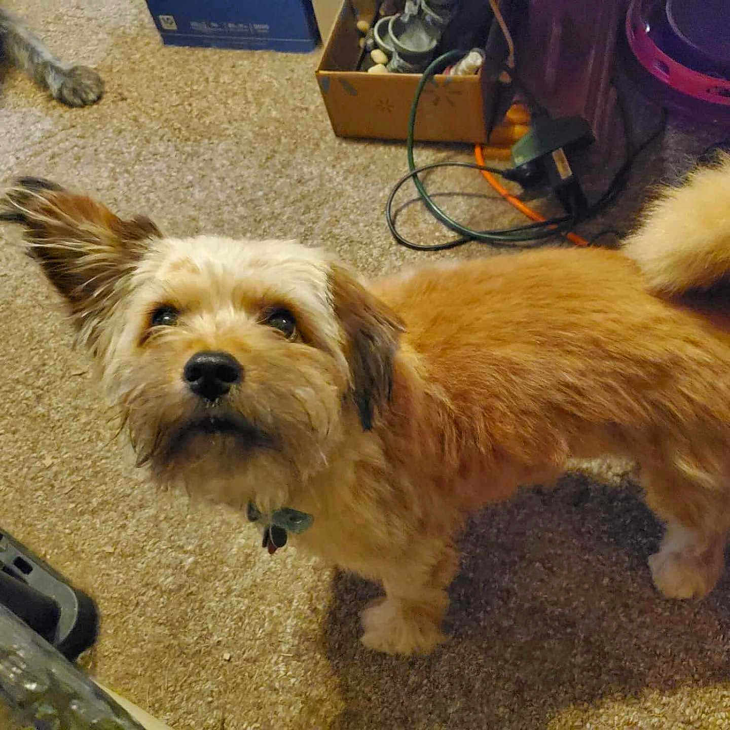 Dudley joined the competition — help win amazing prizes! animal, box, brown_fur, cable, carpet, companion, curious, cute, dog, domestic, ear_up, fluffy_tail, furniture, household_items, indoor, looking_up, pet, scruffy, small_dog, standing