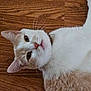 cat, animal, pet, fur, whiskers, floor, wood, domestic, cute, mammal, indoor, relaxing, looking_up, pink_nose, ears, face, lying_down, collar, white_fur, brown_fur