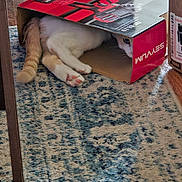 Titus joined the competition — help win amazing prizes! cat, cardboard_box, curious, paws, tail, rug, patterned_rug, wooden_floor, indoor, peeking, animal, pet, feline, hiding, home, box, floor, cozy, playful, red