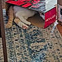 cat, cardboard_box, curious, paws, tail, rug, patterned_rug, wooden_floor, indoor, peeking, animal, pet, feline, hiding, home, box, floor, cozy, playful, red