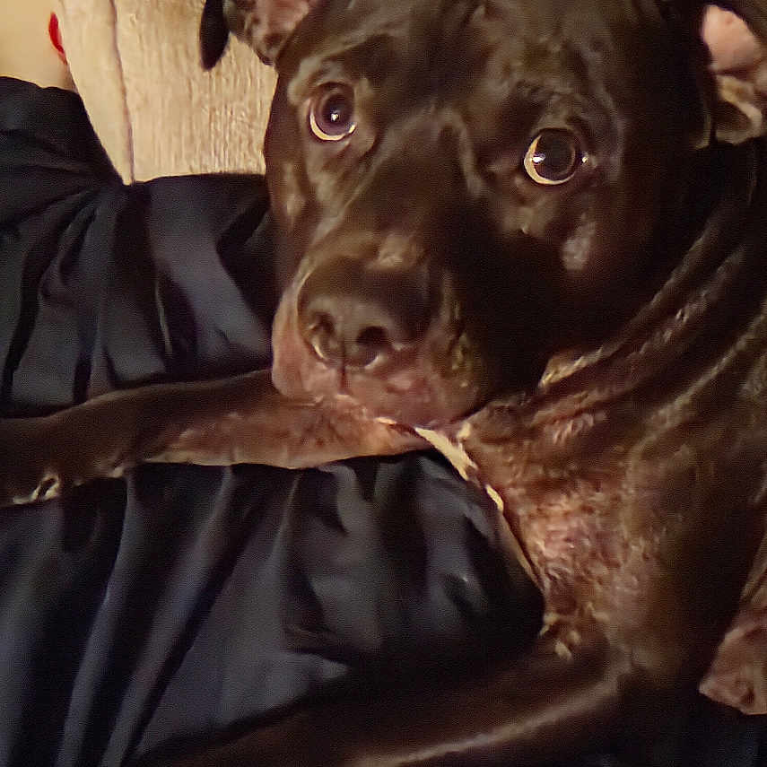 Ace is registered to the contest to win money with this photo: animal, attention, black_dog, blanket, canine, close_up, comfortable, couch, cozy, dog, ears, face, fur, home, indoor, looking, lying_down, pet, portrait, resting