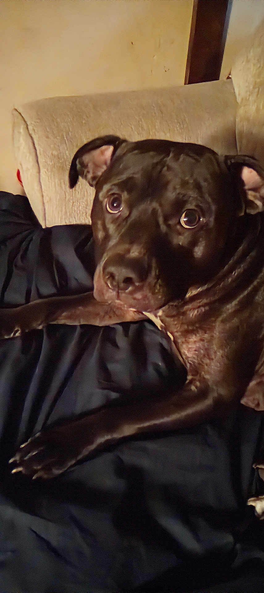 Ace is registered to the contest to win money with this photo: dog, black_dog, indoor, couch, blanket, pet, animal, looking, lying_down, close_up, ears, face, fur, canine, resting, home, cozy, comfortable, attention, portrait