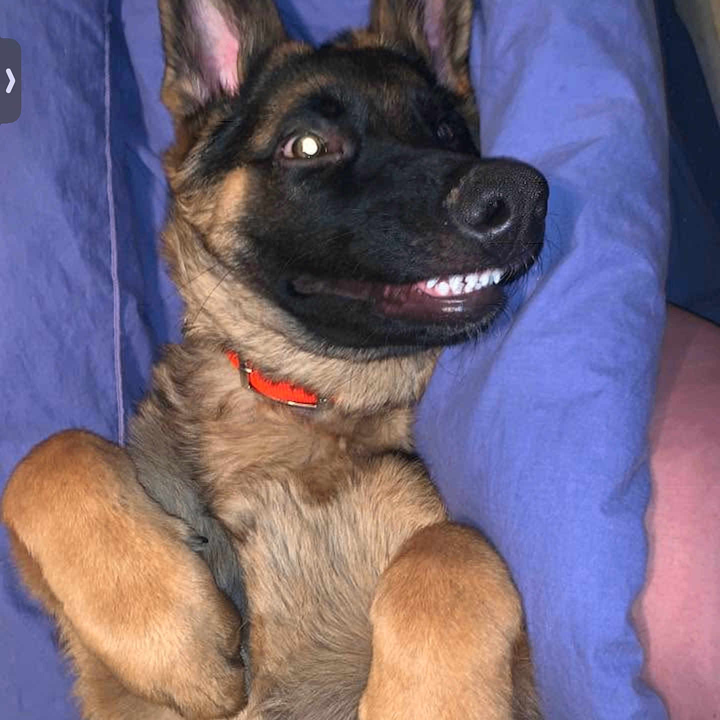 Genesis