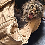 Baby is registered to the contest to win money with this photo: animal, beige, black_leather, cat, chair, cozy, cute, domestic, ears, feline, fur, indoor, jacket, pet, playful, resting, sleepy, tabby, tongue_out, whiskers