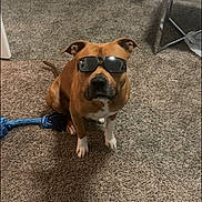 King joined the competition — help win amazing prizes! brown_dog, canine, carpet, chair, cool, dog, domestic, dresser, floor, furniture, household, indoor, pet, relaxed, rope_toy, shadow, sitting, sunglasses, toy, white_paws