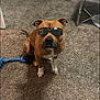 brown_dog, canine, carpet, chair, cool, dog, domestic, dresser, floor, furniture, household, indoor, pet, relaxed, rope_toy, shadow, sitting, sunglasses, toy, white_paws