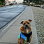 King joined the competition — help win amazing prizes! animal, calm, canine, coat, curb, dog, evening, houses, jacket, outdoor, pavement, pet, quiet, residential, rocks, sidewalk, sky, street, suburban, trees