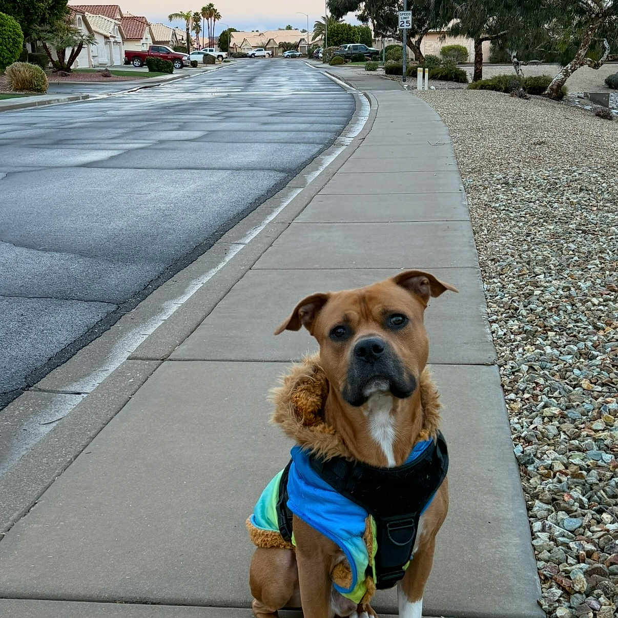 King joined the competition — help win amazing prizes! animal, calm, canine, coat, curb, dog, evening, houses, jacket, outdoor, pavement, pet, quiet, residential, rocks, sidewalk, sky, street, suburban, trees