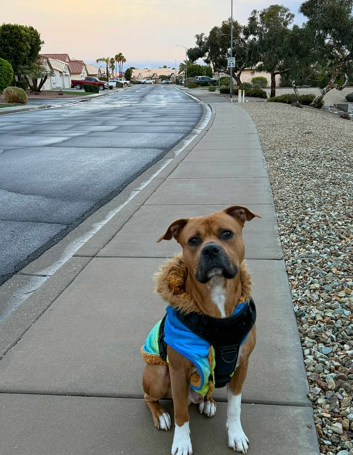 King joined the competition — help win amazing prizes! animal, calm, canine, coat, curb, dog, evening, houses, jacket, outdoor, pavement, pet, quiet, residential, rocks, sidewalk, sky, street, suburban, trees