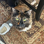 Noble is registered to the contest to win money with this photo: cat, tortoiseshell, green_eyes, fur, carpet, slippers, indoor, curious, pet, animal, floor, pattern, cozy, looking_up, whiskers, ears, tail, furniture_leg, domestic, closeup