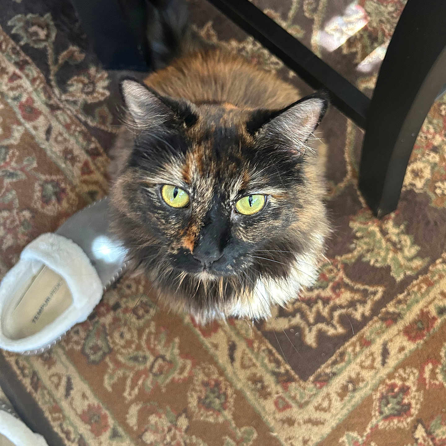 Noble is registered to the contest to win money with this photo: animal, carpet, cat, closeup, cozy, curious, domestic, ears, floor, fur, furniture_leg, green_eyes, indoor, looking_up, pattern, pet, slippers, tail, tortoiseshell, whiskers