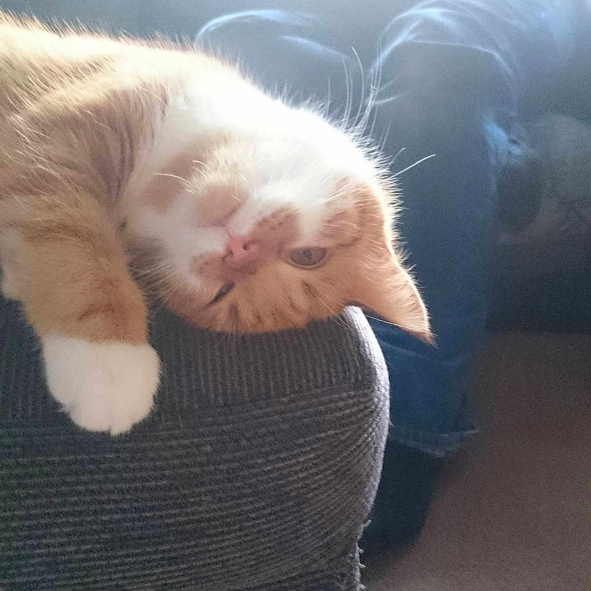 Tigger