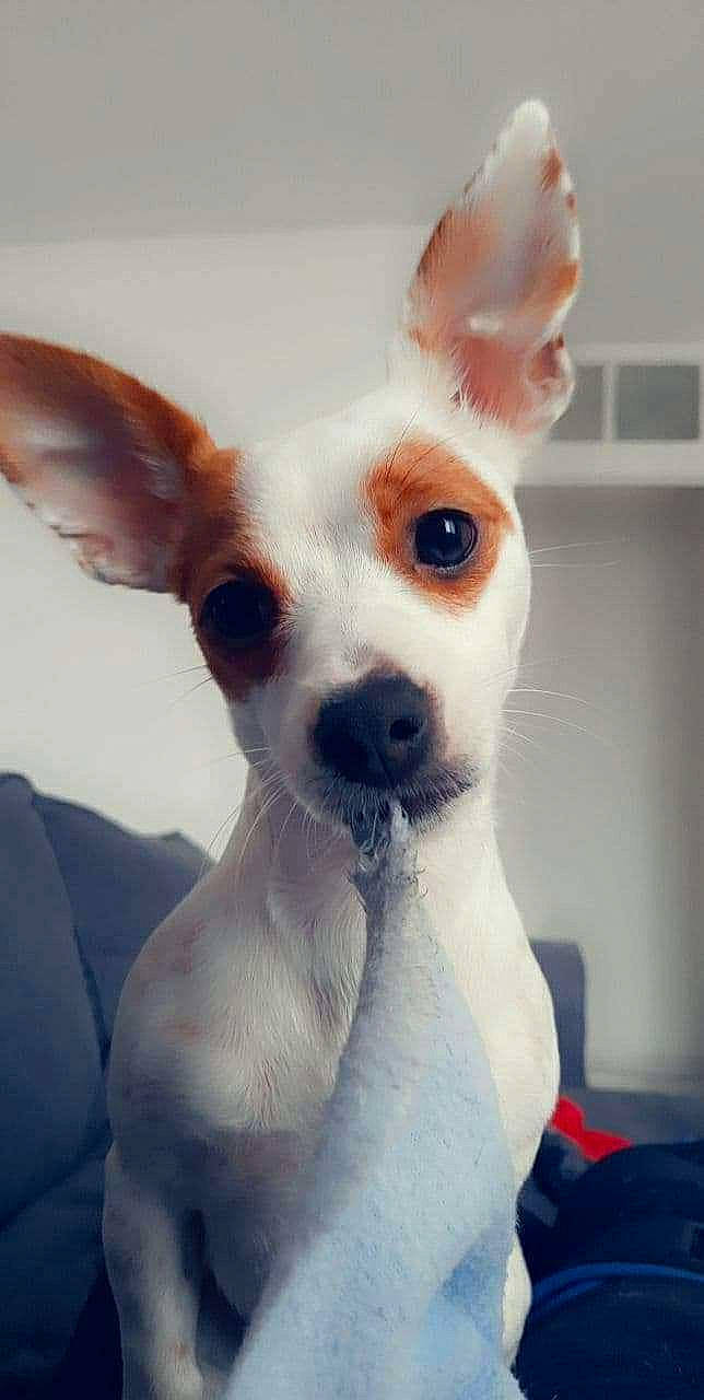 Rosy participe au concours pour gagner de l'argent avec cette photo : canidae, carnivore, comfort, companion_dog, dog, dog_breed, ear, eye, fawn, fur, head, neck, no_expression, non_sporting_group, nose, snout, terrestrial_animal, toy_dog, whiskers, working_animal